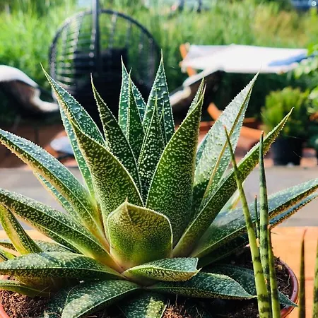 Comfort En Luxe & Ontspan Dichtbij Duin, Strand En Bos